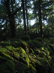 24096 Sun on moss.jpg